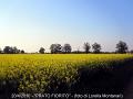 104_Prato Fiorito-2-800